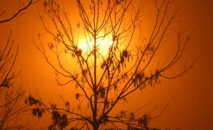 Tree losing its leaves in the Beijing smog. Photo:  Philip McMaster via Flickr.com.