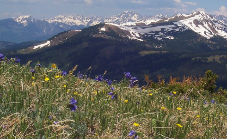 Sky pilot, alpine buttercup and old-man-of-the-mountain in full bloom in the Rocky Mountains of Colorado. Photo: John Holm / Wikimedia Commons.