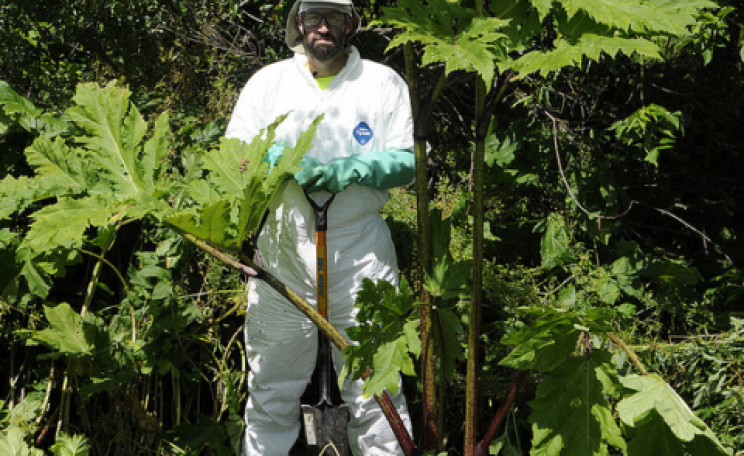 Eradicating giant hogweed, an invasive plant whose sap inflicts painful blisters on skin contact. It grows vigorously - but that does not make it good. Photo: NYS DEC via Flickr.com.