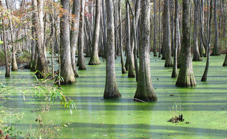 Swamp about 30 miles north of Jackson, Mississippi, USA. Photo: Todd Hall via Flickr.com.