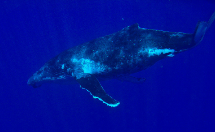 A humpback whale fresh from Antarctica in the Rurutu warm water mating grounds. Photo: Pierre Lesage via Fliuckr.com.
