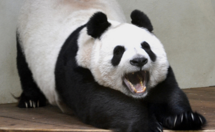 Too sexy for my shirt? Tian Tian yawning at Edinburgh Zoo. Photo: gavin proc via flickr.com.