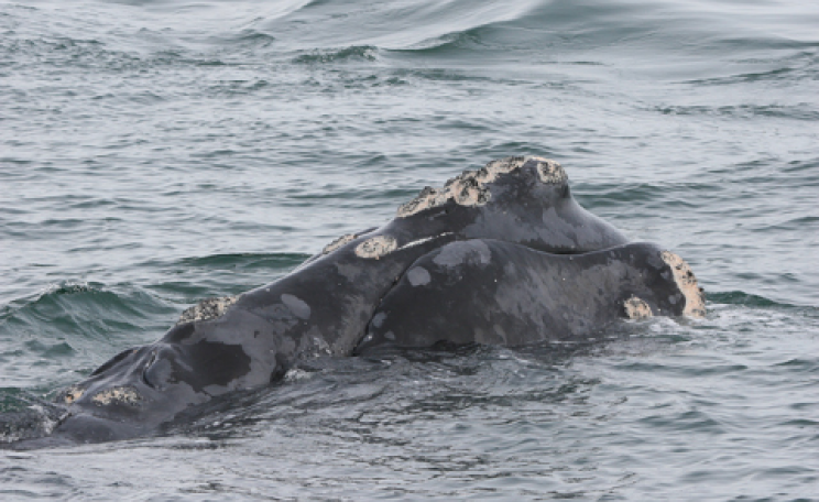 North Atlantic Right whale three miles off Ponte Vedra Beach, FL on February 21, 2013. Photo: Florida Fish and Wildlife Conservation Commission via Flickr.com.