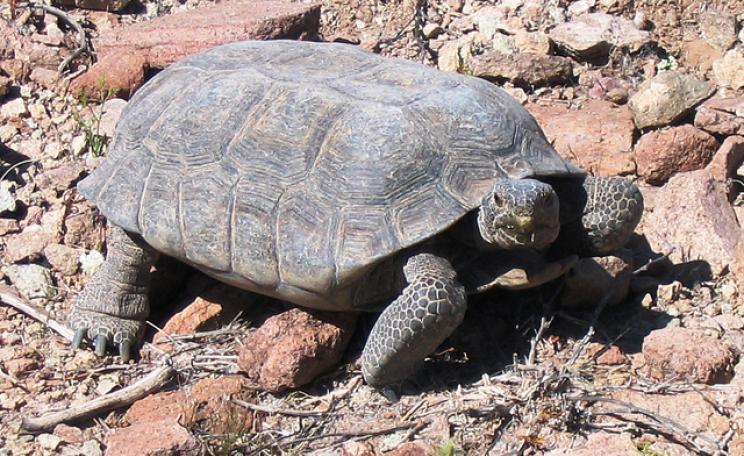 Threatened desert tortoise (Gopherus agassizii). Photo: Roy C. Averill-Murray / USFWS Endangered Species via Flickr.com.