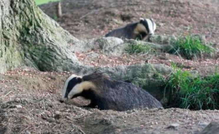 English badgers out in the early evening. Photo: Hugh Warwick / urchin.info.