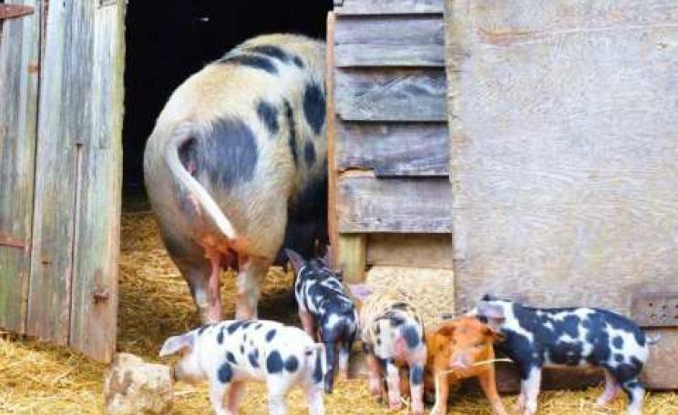 Organic farming as it used to be ... sow with piglets at Sandy Lane Farm, Oxfordshire. Photo: Sandy Lane Farm.