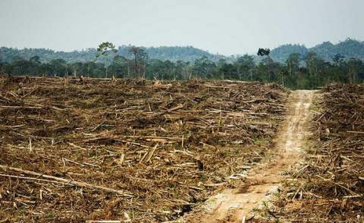 A Cargill-owned oil palm plantation in West Kalimantan, Indonesia. Photo: Rainforest Action Network via Flickr.