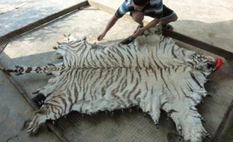 Tiger skin being processed at Xia Feng. Photo: &copy; EIA.