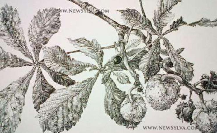 Horse chestnut leaves and fruits in autumn. A drawing for The New Sylva by Sarah Simblet.