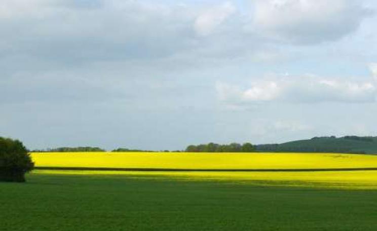 These fields of oilseed rape / canola near Avebury, Wiltshire, England, could soon be GMO if the EU deal is approved next week. Photo: *Bettina* via Flickr.