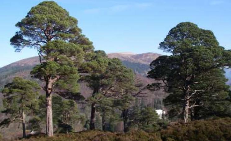 Looking north over Achnacarry and Torr a Mhuilt. Photo: Arkaig Community Forest.