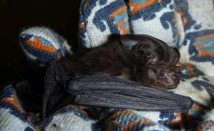 Back after going missing for more than a century: the New Guinea big-eared bat. Photo: Julie Broken-Brow.