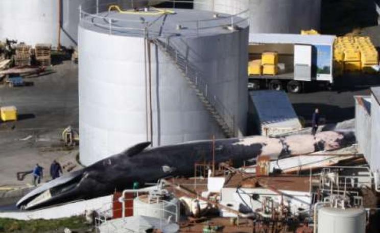 An endangered Fin whale landed at Miòsandur whaling station, Hvalfjördur, Iceland, in September 2010 &copy; EIA.