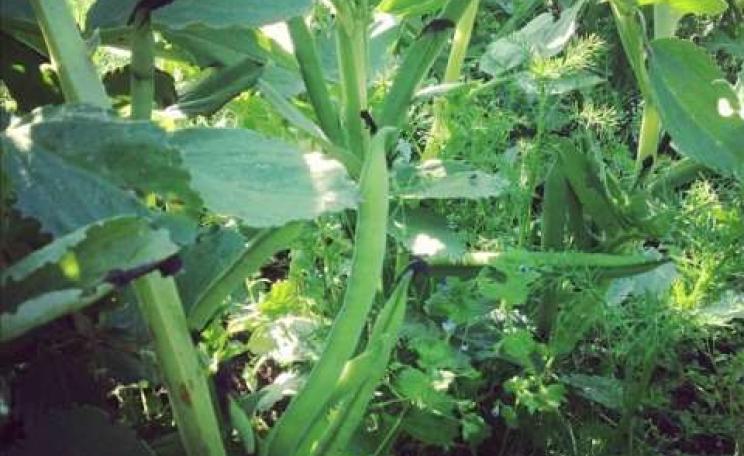These organic broad beans at Sandly Lane Farm, Oxfordshire, will soon be ready for harvest. Photo: Sandy Lane Farm.