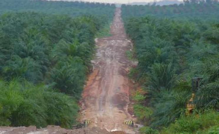 A palm oil plantation in West Kalimantan, Indonesia. Photo: Rainforest Action Network.