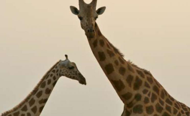 Fewer than 400 West African giraffes survive. Photo: Giraffe Conservation Foundation.