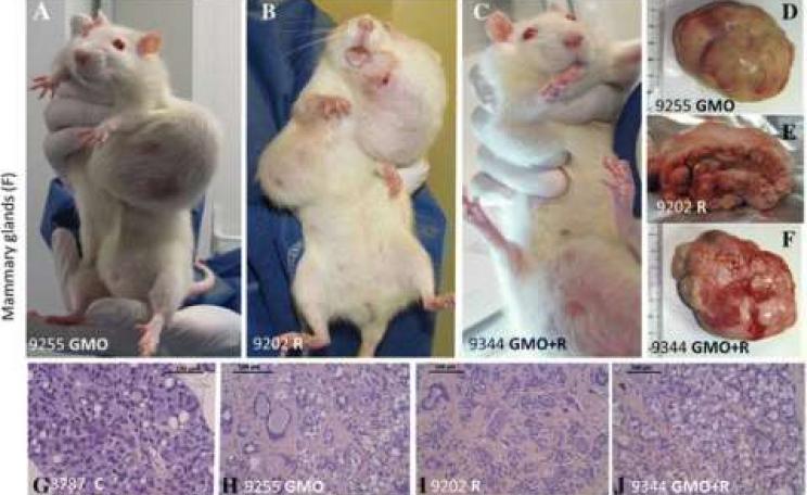 Examples of female mammary tumors observed. Mammary tumors are evidenced (A, D, H, representative adenocarcinoma, from the same rat in a GMO group) and in Roundup and GMO + Roundup groups, two representative rats (B, C, E, F, I, J fibroadenomas) are compa