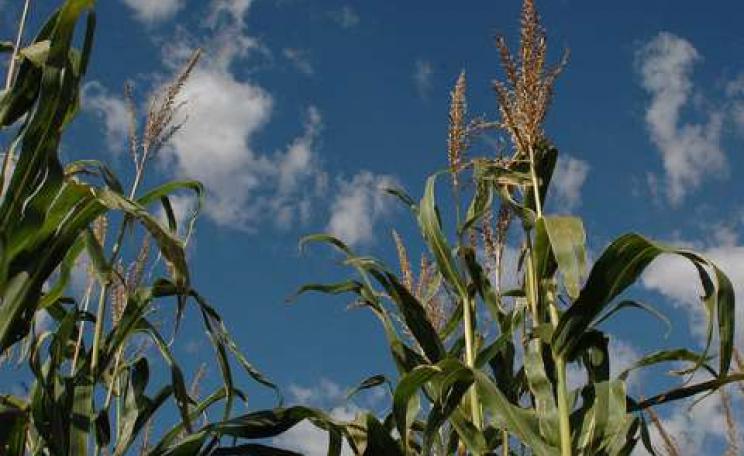 A corn field in North Dakota - almost certainly growing GMP maize. Photo: Matt Dente via Flickr.