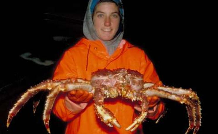 The Arctic Red king crab, Paralithodes camtschaticus, is causing ecological havoc as it devours its way down Norway's coast. It can reach a leg-span of 1.8m. Photo: National Oceanic and Atmospheric Administration / Wikimedia Commons.