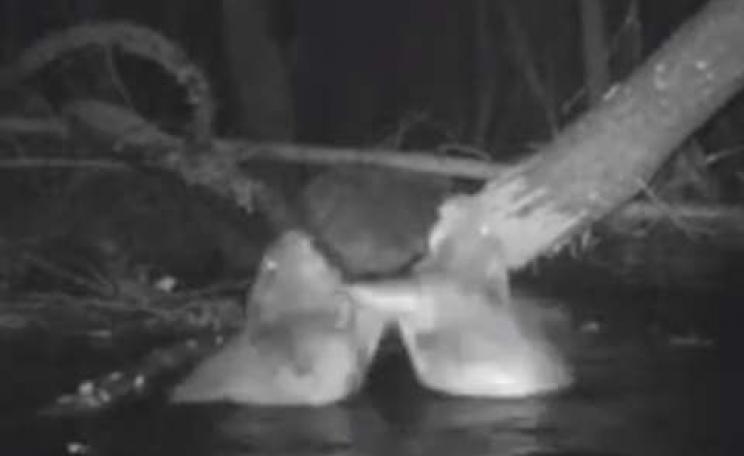 Wild beavers caught on film in the River Otter, Devon, by Tom Buckley. Photo via BBC News and Youtube.
