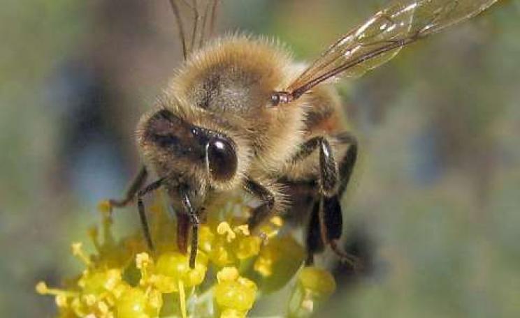 Bee gathering nectar. Photo: Jack Wolf via Flickr.