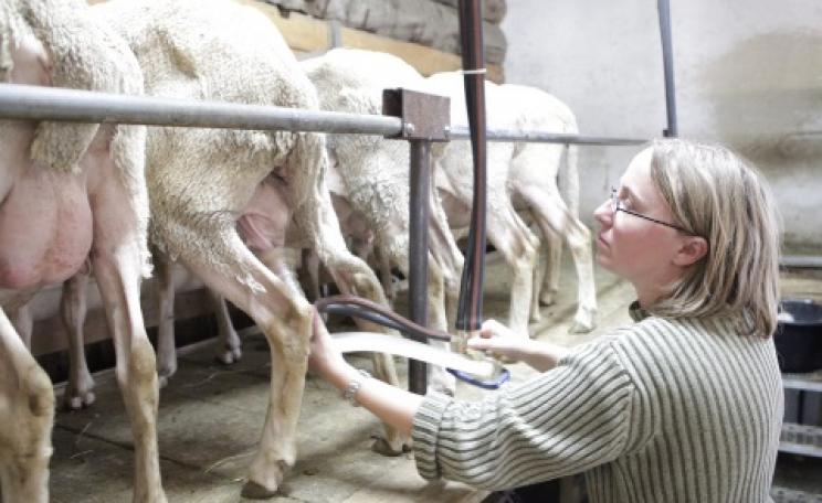 French dairy farmers Sandrine Lizaga milking her organic ewes.