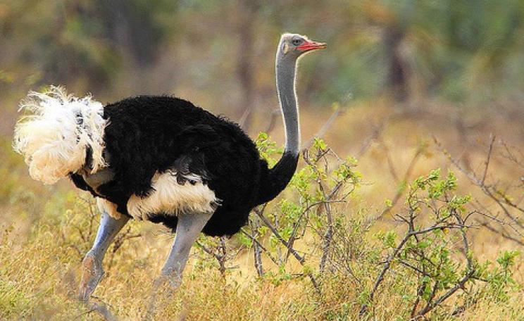 The Somali ostrich is now recognised as a separate species, but it's listed as 'vulnerable' owing to hunting, egg collecting and other threats. Photo: Steve Garvie via Flickr, taken in Kenya's Rift Valley.