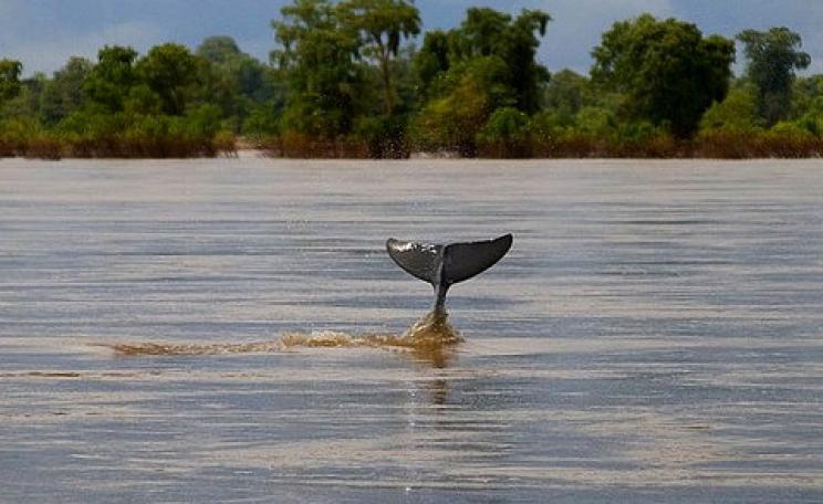 An Irawaddy dolphin slips beneath the surface of the Mekong river at Kampie, Cambodia. Photo: Jim Davidson via Flickr