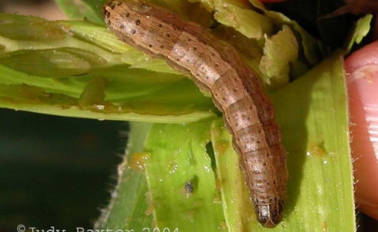 A fall armyworm caterpillar in a sweetcorn cob. Photo: Judy Baxter via Flickr.