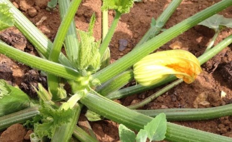 These organic courgettes at Sandy Lane Farm in Oxfordshire are good for soil, water, wildlife - and you! Photo: Sandy Lane farm.