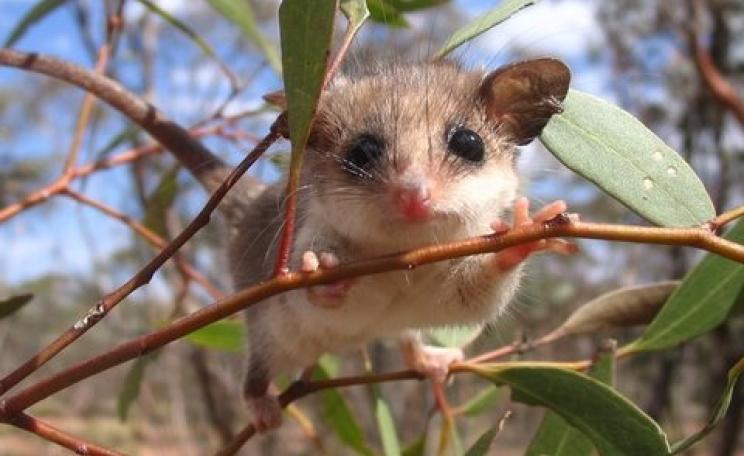 Western pygmy possums use tree hollows that take decades to develop in mallee ecosystems. Photo: Lauren Brown.