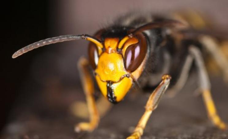 The Asian hornet is a voracious predator of bees - as if they were not suffering enough already! Photo:  Danel Solabarrieta, CC BY-SA.