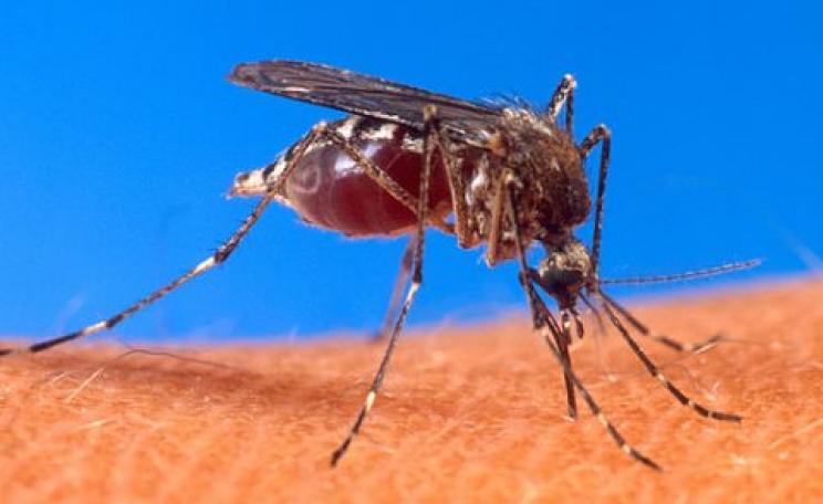 The Aedes aegypti mosquito - vector for dengue disease - biting a human. Photo: US Department of Agriculture via Wikimedia Commons.