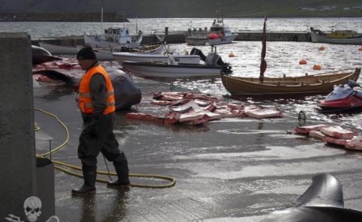 Stranded whales in the 2014 'grind' on the Faroe Islands reduced to butchered meat. Photo: Sea Shepherd.