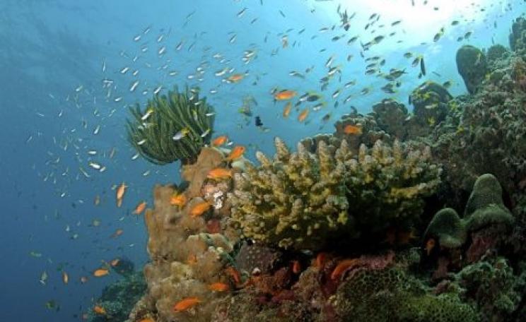 Reef stricken: corals, fisheries and tourism will all be damaged by ocean acidification. Photo: coral reef on the Andaman Islands by Ritiks via Wikimedia Commons.
