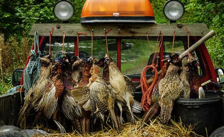 A good day in the countyside? Seven brace of pheasant. Photo: Mark Seton via Flickr.