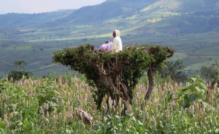 A small farmer keeps watch over his crops from a treetop south of Arba Minch, Ethiopia. But what will he do when multinational corporations, backed by the full force of law, enter the valley? Photo: David Stanley via Flickr.