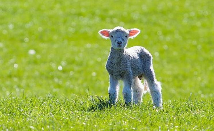A New Zealand lamb in the spring. Is it more important that the lamb is 'tayyib' (good, wholesome, ethically and humanely produced) or halal (slaughtered iin accordance with Muslim ritual)? Photo: Tim Pokorny via Flickr.