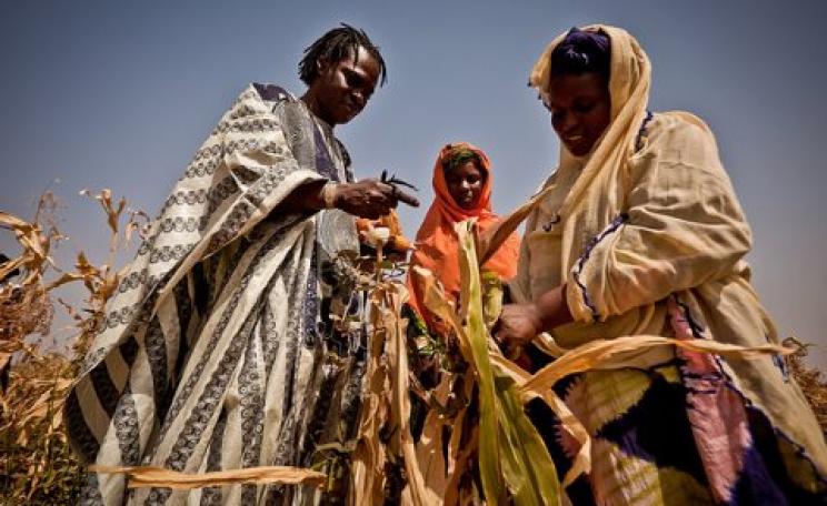 Singer Baaba Maal inspects failed corn crops in Mauritania. The maize has gone dry and is inedible. Photo: Oxfam International.