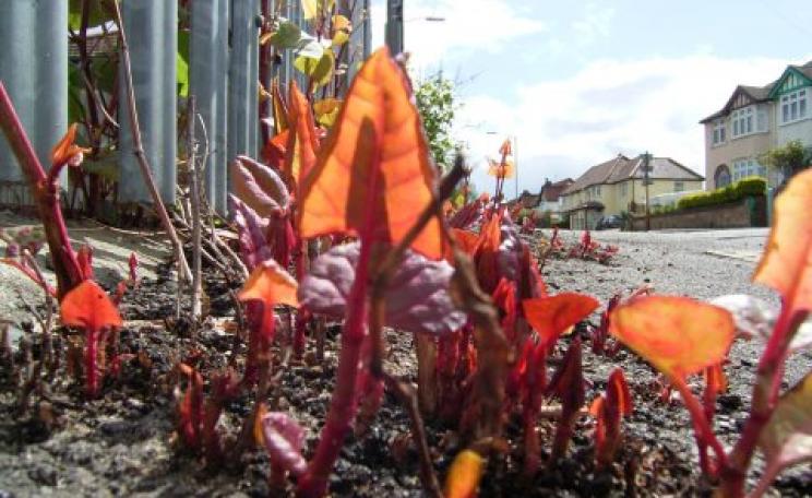 Japanese knotweed makes short work of concrete and tarmac. In its native habitat, it has learnt to crack up volcanic rock. Photo: Rob Tanner.