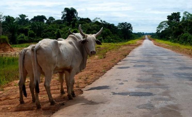 Cattle are still driving deforestation in the Amazon - but a new wave of cash crop agriculture for palm oil and other commodities is on its way. Photo: Kate Evans for Center for International Forestry Research (CIFOR) via Flickr.