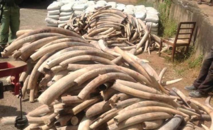 781 tusks from Tanzania seized in Malawi in transit to China, May 2013. Photo: EIA.