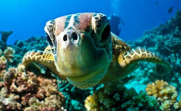At risk from climate change: a turtle on the Great Barrier Reef. Photo: Marc Füeg via Flickr.