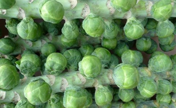 No neonics here: organic Brussels sprouts from Home Farm, Nacton. Photo: Nick Saltmarsh via Flickr.