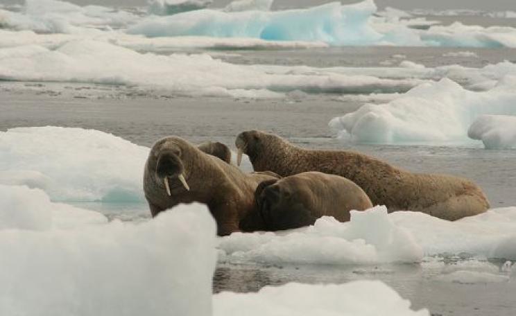 Building on existing cooperation to protect the fragile Arctic environment and its wildlife could be the key to forestalling a new Cold War over Arctic resources. Photo: Walrus, by Colin Jagoe via Flickr.