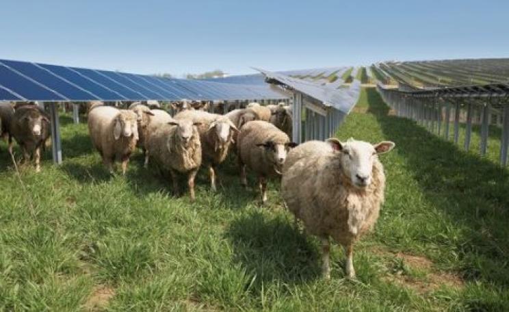 Sheep enjoying the shade created by solar panels at Conergy Solar Park at Fohren in Germany. Photo: Conergy.