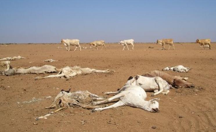 Drought leaves dead and dying animals in northern Kenya, 2006. Photo: Brendan Cox / Oxfam via Flickr.