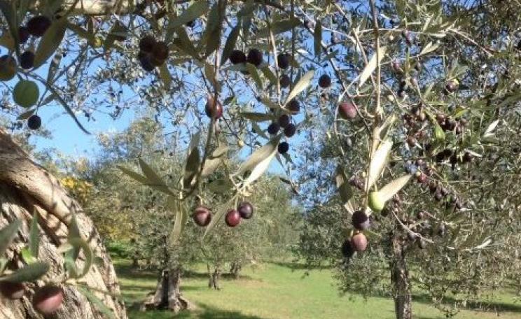 Last year’s fine crop of olives in Umbria, Italy, has been followed by what farmers say is the worst in memory.Photo: Carolyn Lyons.