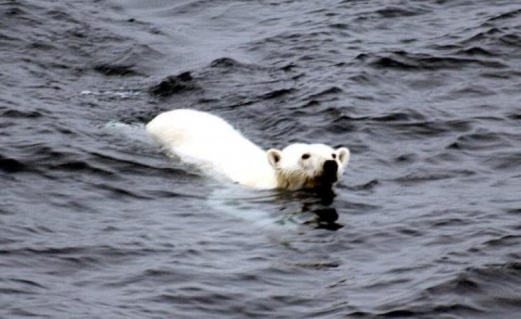 The possible lengthening of ice-free periods may affect polar bears before the end of the century. Photo: Brocken Inaglory via Wikimedia Commons.