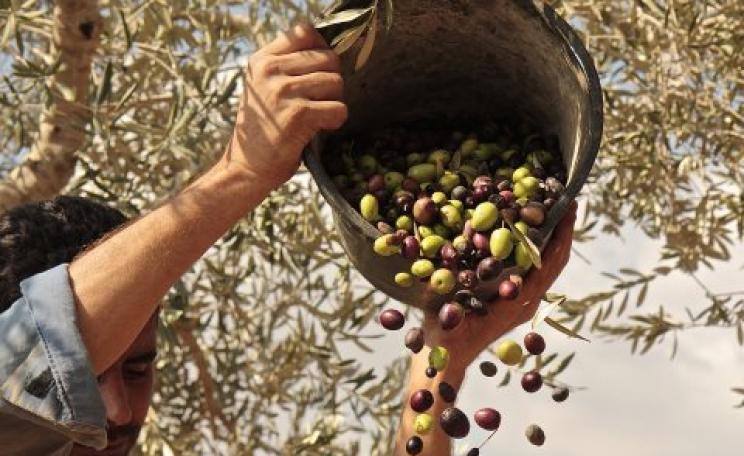Bringing in the olive harvest. Photo: Zaytoun.